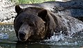 Grizzly Bear 3 (7974453341).jpg