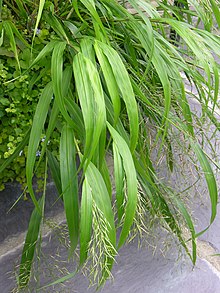 Hakonechloa macra 'Tüm Altın' Yapraklar 2448px.jpg