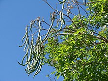 Ipê-amarelo-flor-de-algodão – Wikipédia, a enciclopédia livre