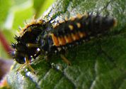 Larva of Harmonia axyridis eating another one that was beginning to pupate