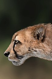 Ricostruzione di Acinonyx pardinensis ritrovato a Monte Argentario