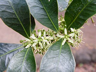 <i>Heberdenia excelsa</i> species of plant
