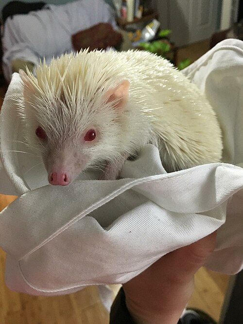 This hedgehog has no pigmentation due to a mutation.