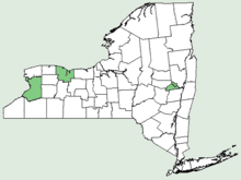 Helianthus pauciflorus ssp subrhomboideus NY-dist-map.png