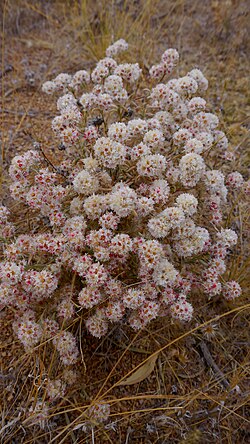 Helichrysum candolleanum, de Namibia.