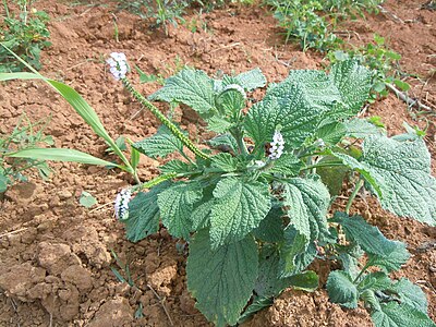 Heliotropium indicum