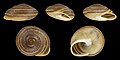 * Nomination Shell of a La Gomerian land snail, Hemicycla quadricincta subaucta --Llez 05:52, 5 March 2024 (UTC) * Promotion  Support Good quality. --Ermell 06:20, 5 March 2024 (UTC)