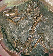 Henkelotherium, a likely arboreal dyolestoid from the Late Jurassic of Portugal Henkeloth.jpg