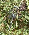 Migrant Hawker (Aeshna mixta) Herbst-Mosaikjungfer