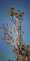 Higwst tree of saldanda.jpg