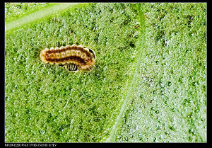 Histia flabellicornis ultima larva Histia flabellicornis ultima (5404945276).jpg