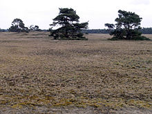 HogeVeluwe2007 05 09Lamiot2.jpg