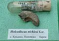 en:Holcodiscus nicklesi Karakasch, en:Barremian, Kraschno, en:Popovo Municipality, Cr1 2485, Cr1 2486 at the en:Sofia University "St.Kliment Ohridski" Museum of Paleontology and Historical Geology