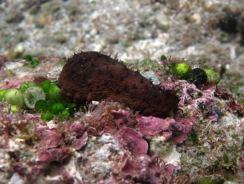 File:Holothuria difficilis Réunion.jpg