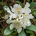 Witbloeiende Rododendron in de tuin.