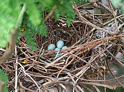 House Crow eggs I IMG 1890.jpg
