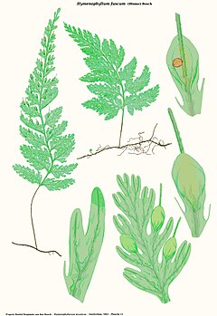 Description de l'image Hymenophyllum fuscum.jpg.