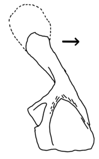 <i>Hynerpeton</i> basal carnivorous tetrapod of the Late Devonian