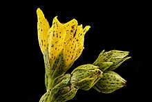 Hypericum punctatum, Spotted St. Johnswort, Howard County, MD 2017-08-24-11.09 (36867789256) .jpg