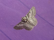 Hypobapta tachyhalotaria (15569319948) .jpg