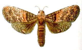 <i>Hypopta</i> Moth genus in family Cossidae