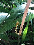 C. fragrans – inflorescence