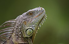 Green iguana in Florida