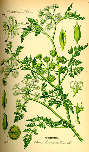 File:Illustration Oenanthe aquatica0.jpg