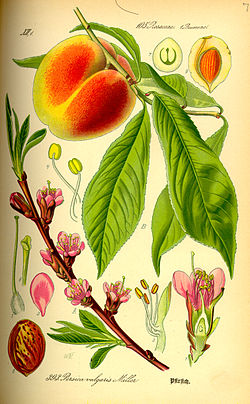 Ilustración describiendo Prunus persica