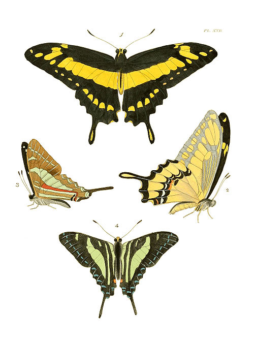 Illustrations of Exotic Entomology I 22.jpg