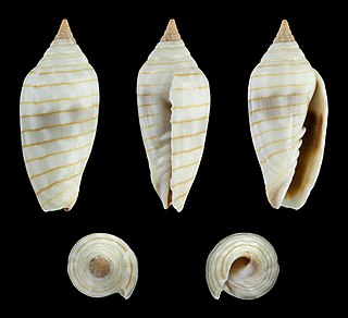 <i>Imbricaria conularis</i> Species of gastropod