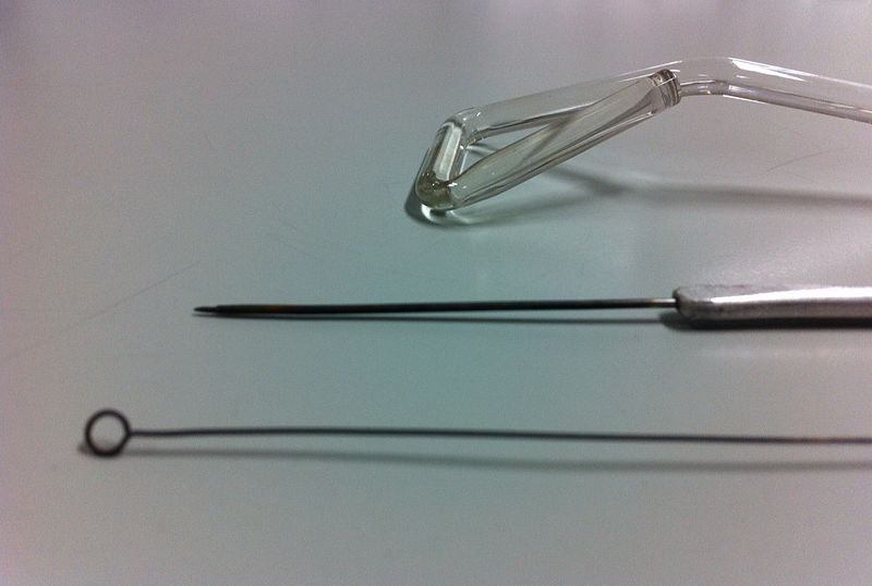 File:Inoculating tools, close up.jpg