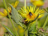 Inula helenium-IMG 8478.jpg