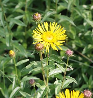 Willow-leaved elephant (Pentanema salicinum)