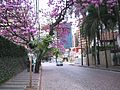 Português: Ipês lilás na rua Coronel Quirino no bairro do Cambuí.