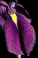 Iris ensata var. spontanea Sarobetsu wetland, Hokkaido, Japan