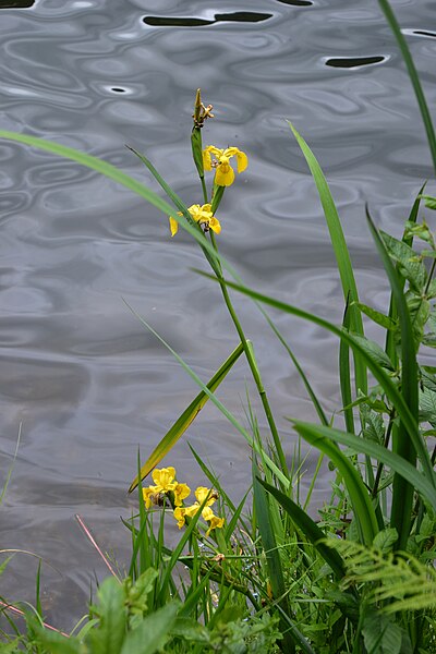 File:Iris pseudacorus Retournemer.jpg