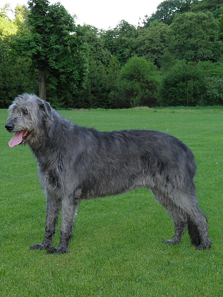 450px-Irish_Wolfhound_4.jpg