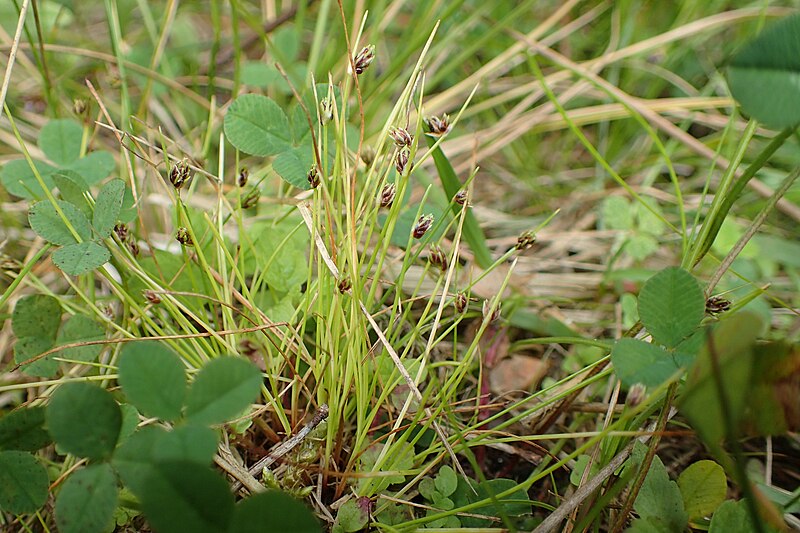 File:Isolepis setacea kz01.jpg