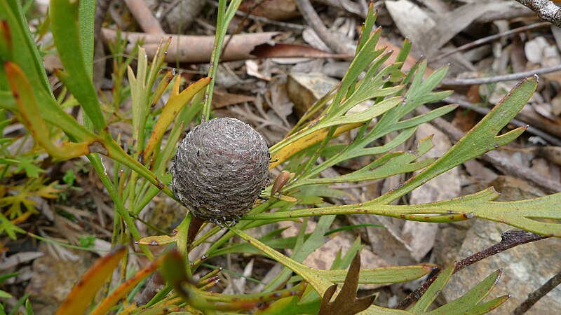 File:Isopogon anemonifolius cone (8196216334).jpg