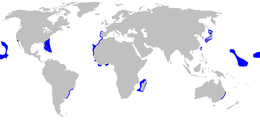 Distribución do marraxo azul pequeno