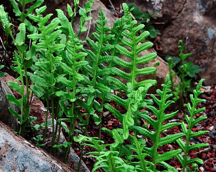 File:J20161013-0010—Polypodium californicum—RPBG—DxO (30419722966).jpg