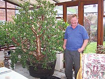 Arbre de Jade 'Ovata