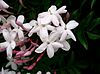 Jasminum polyanthum2.jpg