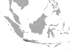 Javan Surili area.png