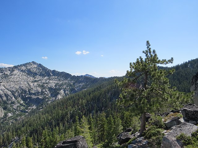 Jeffrey Pine in the Russian Wilderness with Russian Peak in the background