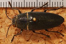 Jewel Beetle (Hippomelas planicauda) (8258544168) .jpg