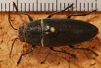 Hippomelas planicauda Jewel Beetle (Hippomelas planicauda) (8258544168).jpg