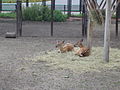 Jielbeaumadier cerfs sika zoo cheljabinsk 2006.jpeg