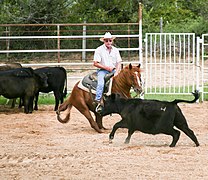 Un cavalier sur un cheval roux devant un veau noir